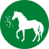 Brohno-Vital bei Pferdehusten